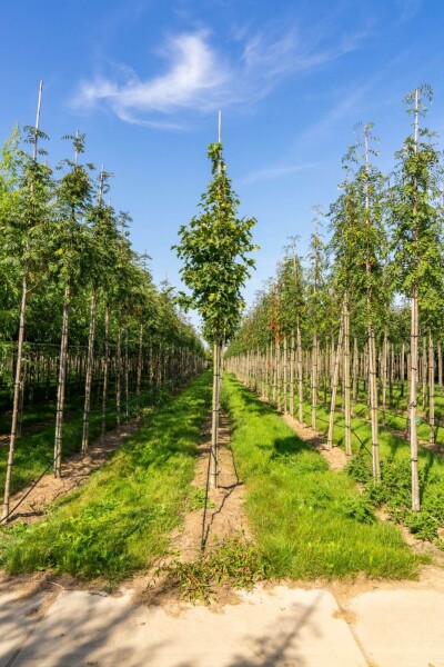 Sorbus torminalis