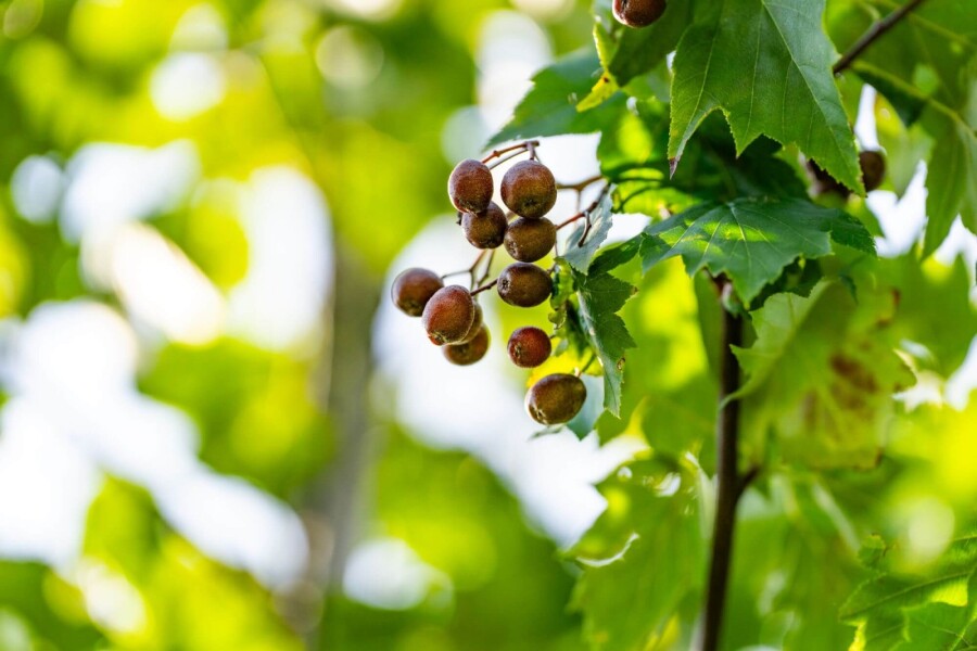 Sorbus torminalis Sorbus torminalis