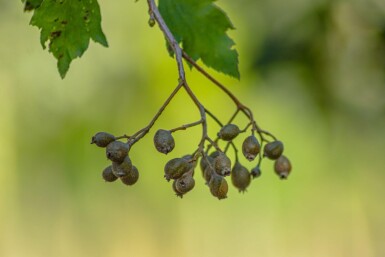 Sorbus torminalis hoogstam 12/14