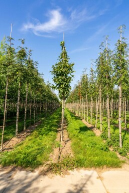 Sorbus torminalis hoogstam 12/14