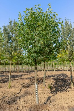 Sorbus torminalis hoogstam 12/14