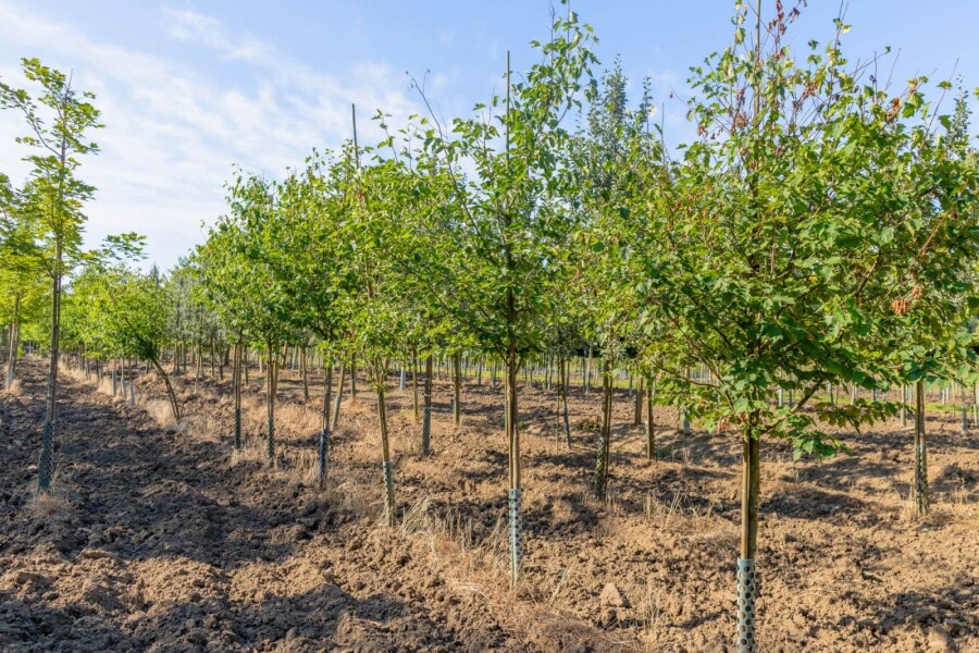 Sorbus torminalis HO 4/6 P/K Sorbus torminalis Hochstamm 4/6
