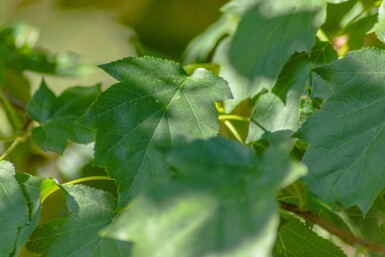 Sorbus torminalis hoogstam 12/14