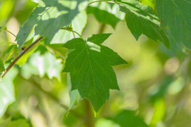 Sorbus torminalis hoogstam 12/14