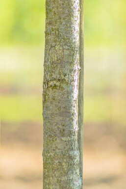 Sorbus torminalis hoogstam 12/14