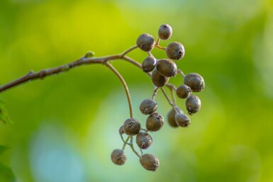 Sorbus torminalis hoogstam 12/14