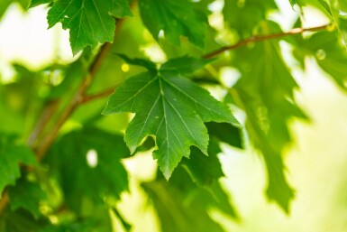 Sorbus torminalis hoogstam 12/14