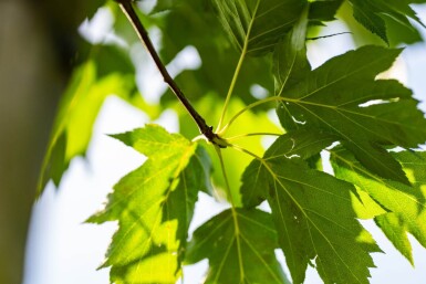 Sorbus torminalis hoogstam 12/14