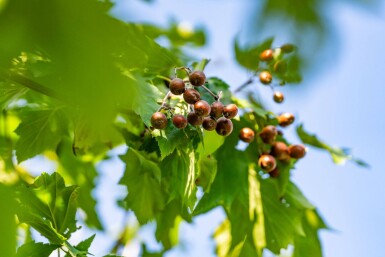 Sorbus torminalis hoogstam 12/14