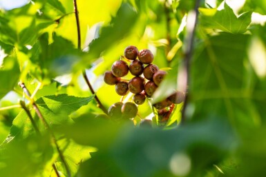 Sorbus torminalis hoogstam 12/14