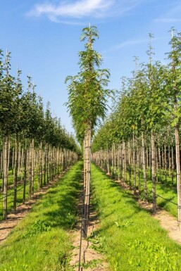 Sorbus 'Dodong'