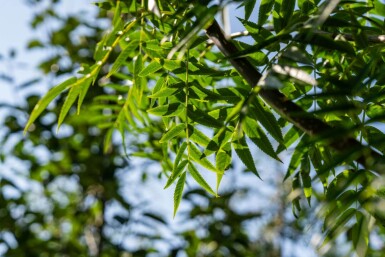 Sorbus 'Dodong'