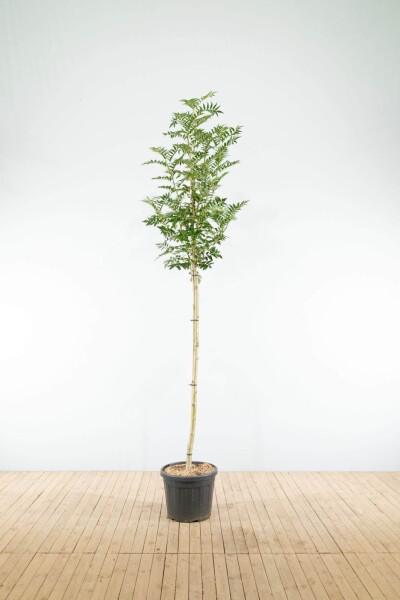 Sorbus 'Dodong' Hochstamm Sorbus 'Dodong' Hochstamm
