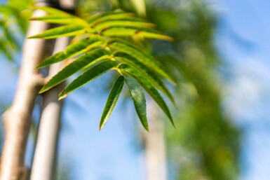 Sorbus 'Dodong' hoogstam 6/8