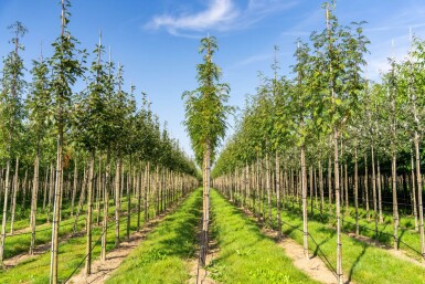 Sorbus 'Dodong' hoogstam 6/8