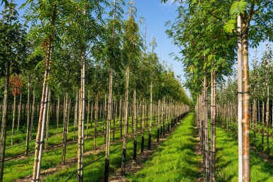 Sorbus 'Dodong' hoogstam 6/8