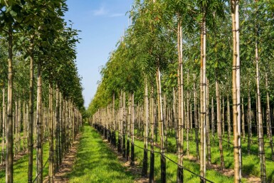 Sorbus 'Dodong' hoogstam 6/8