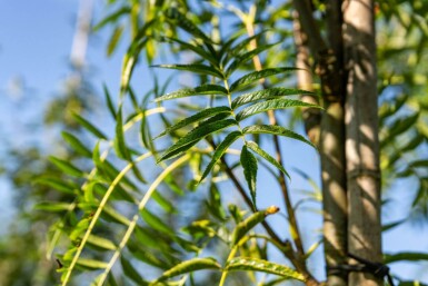 Sorbus 'Dodong' hoogstam 6/8