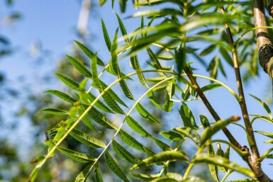 Sorbus 'Dodong' hoogstam 6/8