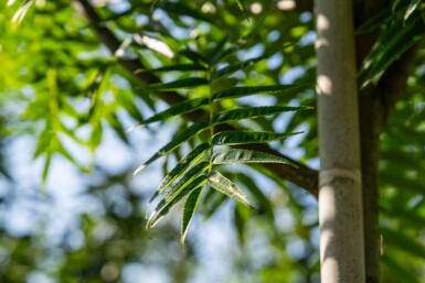 Sorbus 'Dodong' hoogstam 6/8