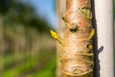 Sorbus 'Dodong' hoogstam 6/8