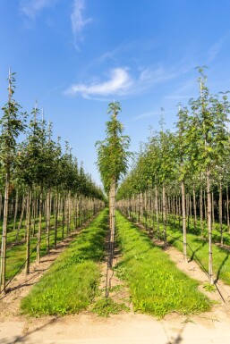 Sorbus 'Dodong' hoogstam 6/8