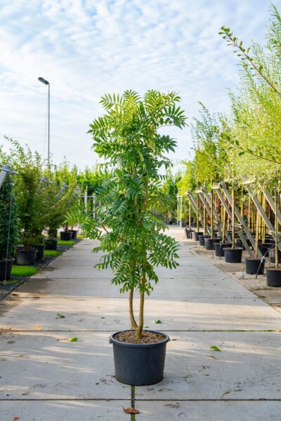 Sorbus 'Dodong' Mehrstämmig Sorbus 'Dodong' Mehrstämmig