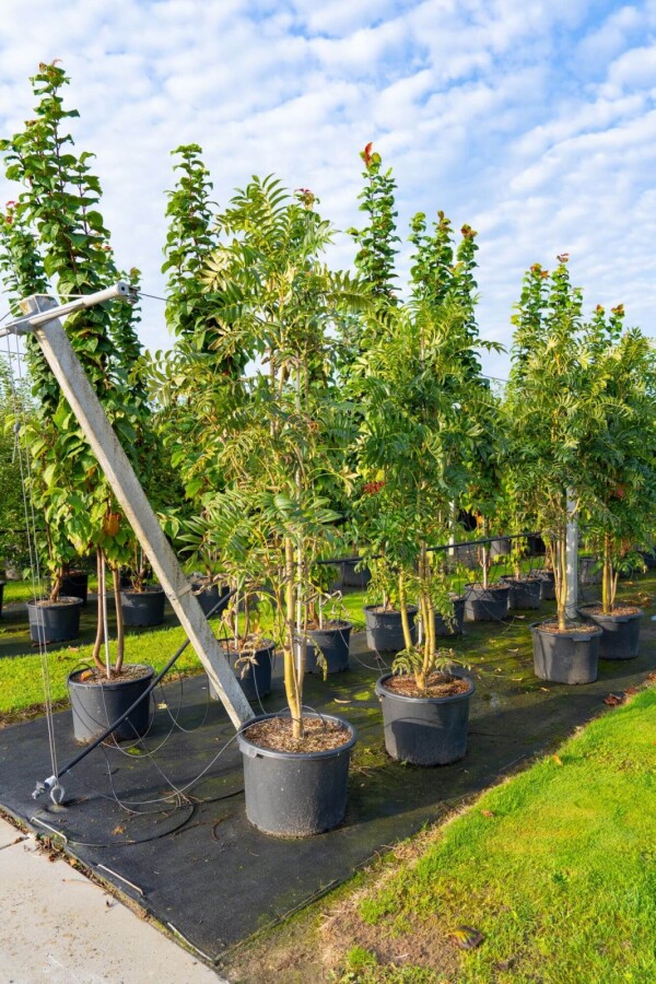 Sorbus 'Dodong' ME 150-175 P/K Sorbus 'Dodong' Mehrstämmig 150-175