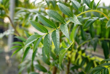 Sorbus 'Dodong' mehrstämmig 200-250