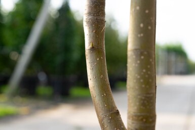 Sorbus 'Dodong' mehrstämmig 200-250