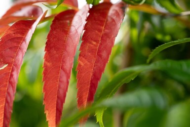 Sorbus 'Dodong' mehrstämmig 200-250