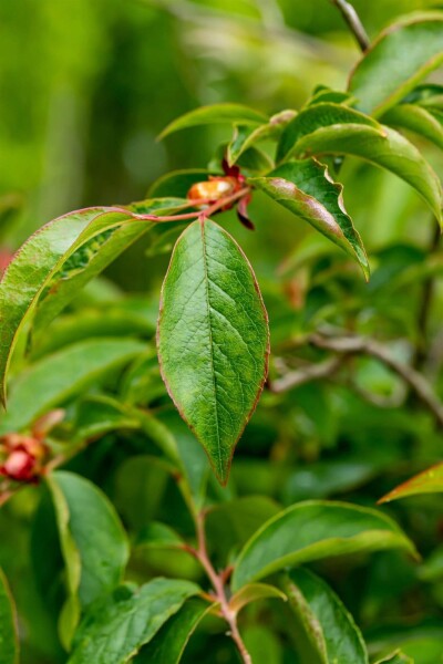Stewartia pseudocamellia Stewartia pseudocamellia