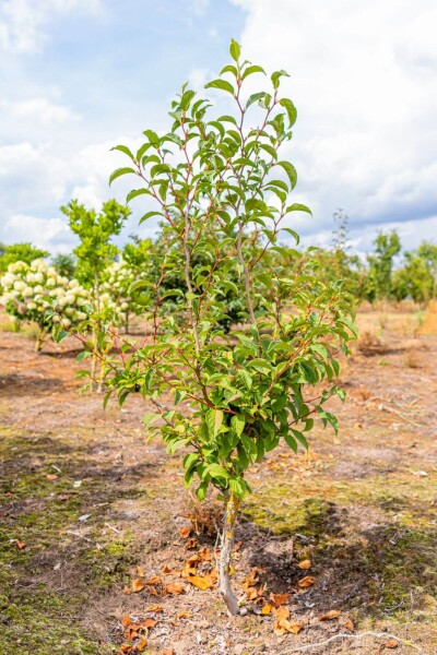 Stewartia pseudocamellia meerstammig