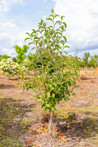 Stewartia pseudocamellia Mehrstämmig Stewartia pseudocamellia Mehrstämmig