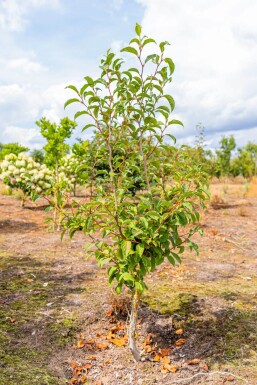 Stewartia pseudocamellia mehrstämmig 200-250