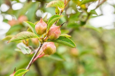 Stewartia pseudocamellia mehrstämmig 200-250