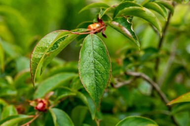 Stewartia pseudocamellia mehrstämmig 200-250