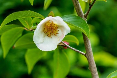 Stewartia pseudocamellia mehrstämmig 200-250