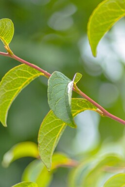 Stewartia pseudocamellia mehrstämmig 200-250