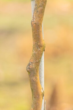 Stewartia pseudocamellia mehrstämmig 200-250