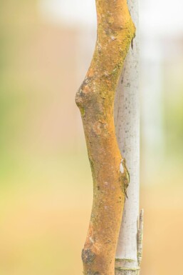 Stewartia pseudocamellia mehrstämmig 200-250