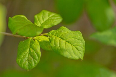 Syringa josikaea