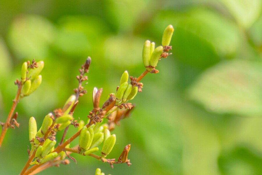 Syringa josikaea Syringa josikaea