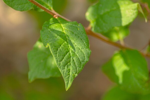 Syringa josikaea hochstamm