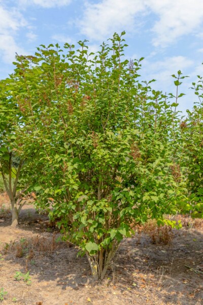 Syringa josikaea mehrstämmig