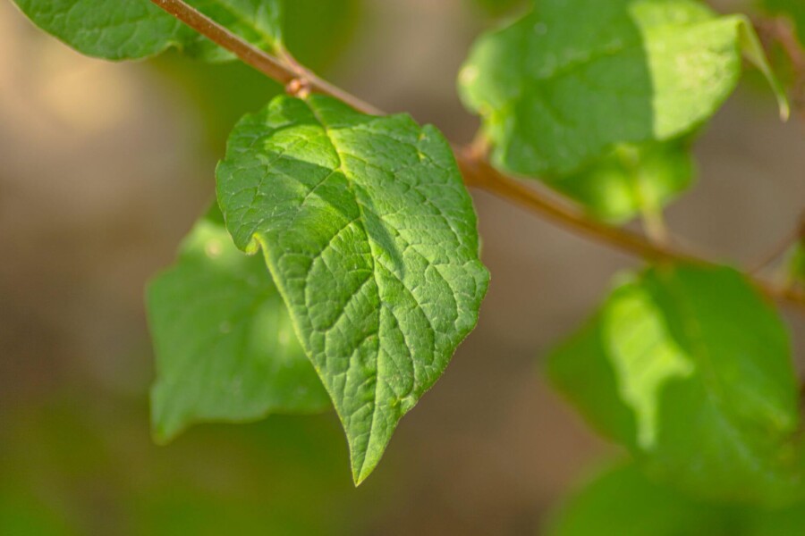 Syringa josikaea ME 200-250 P/K Syringa josikaea Mehrstämmig 200-250