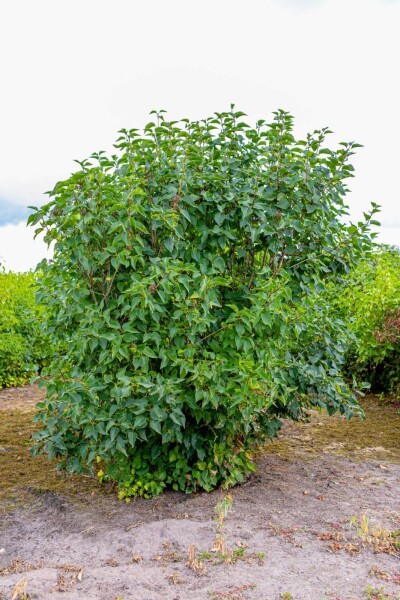 Syringa vulgaris