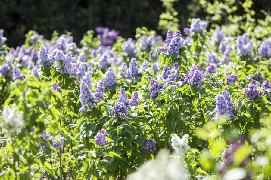 Syringa vulgaris Syringa vulgaris
