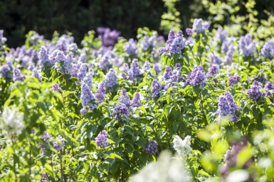 Syringa vulgaris