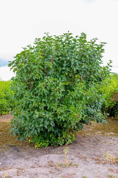 Syringa vulgaris Mehrstämmig Syringa vulgaris Mehrstämmig